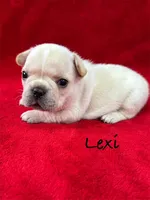 Lexi, a female French Bulldog for sale in Williamsville, MO – 1 of 3