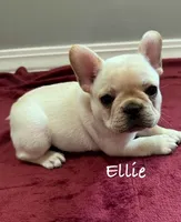 Ellie, a female French Bulldog for sale in Williamsville, MO – 2 of 3