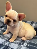 Lexi, a female French Bulldog for sale in Williamsville, MO – 4 of 4