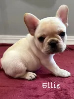 Ellie, a female French Bulldog for sale in Williamsville, MO – 1 of 3