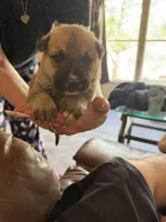 Hunter , a male German Shepherd Dog for sale in Hartsville, SC – Photo 2 of 3