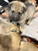 Hunter , a male German Shepherd Dog for sale in Hartsville, SC – Photo 3 of 3