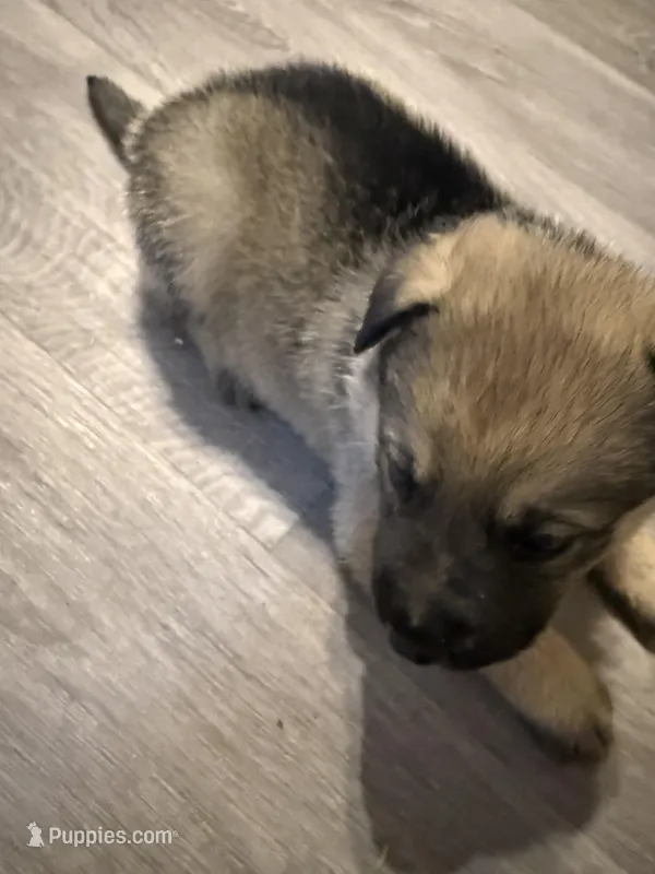 Hunter  – German Shepherd Dog puppy for sale in Hartsville, SC