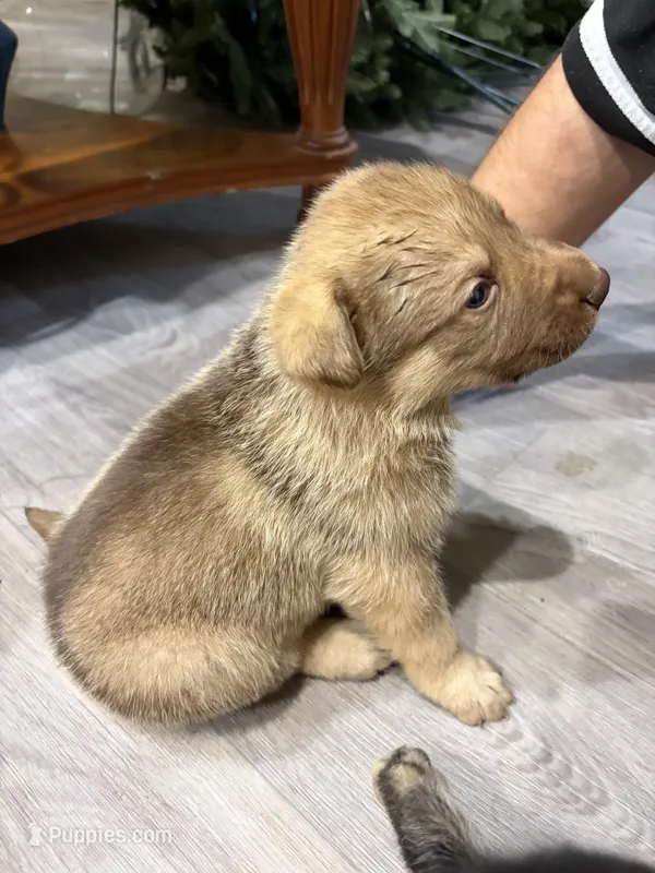 Gunner  – German Shepherd Dog puppy for sale in Hartsville, SC