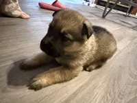 Sassy , a female German Shepherd Dog for sale in Hartsville, SC – Photo 1 of 8