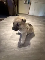 Sassy , a female German Shepherd Dog for sale in Hartsville, SC – Photo 4 of 8