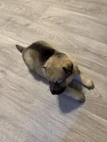 Sassy , a female German Shepherd Dog for sale in Hartsville, SC – Photo 7 of 8