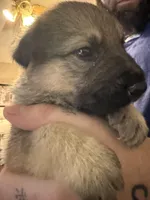 Sassy , a female German Shepherd Dog for sale in Hartsville, SC – Photo 2 of 8