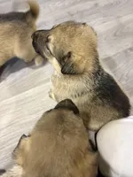 Sassy , a female German Shepherd Dog for sale in Hartsville, SC – Photo 8 of 8