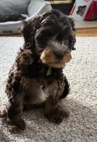 Gus, a male Cavapoo for sale in West Olive, MI – Photo 3 of 4