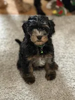 Gus, a male Cavapoo for sale in West Olive, MI – Photo 1 of 4