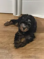 Gus, a male Cavapoo for sale in West Olive, MI – Photo 2 of 4