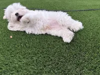 Hensley, a male Maltese and Shih Tzu for sale in San Diego, CA – 4 of 10