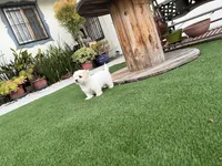 Harper, a female Maltese and Shih Tzu for sale in San Diego, CA – 2 of 5