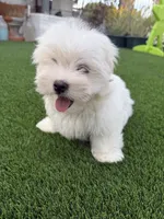 Hensley, a male Maltese and Shih Tzu for sale in San Diego, CA – 5 of 10