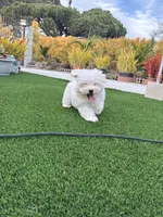 Hensley, a male Maltese and Shih Tzu for sale in San Diego, CA – 9 of 10