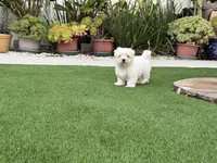 Harper, a female Maltese and Shih Tzu for sale in San Diego, CA – 5 of 5
