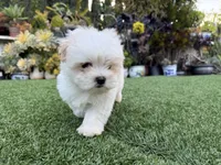 Keoni, a male Maltese and Shih Tzu for sale in San Diego, CA – Photo 4 of 7