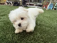 Keoni, a male Maltese and Shih Tzu for sale in San Diego, CA – Photo 1 of 7