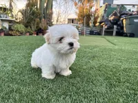 Keoni, a male Maltese and Shih Tzu for sale in San Diego, CA – Photo 2 of 7