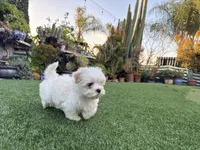 Keoni, a male Maltese and Shih Tzu for sale in San Diego, CA – Photo 3 of 7