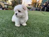 Keoni, a male Maltese and Shih Tzu for sale in San Diego, CA – Photo 5 of 7