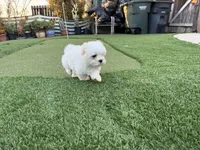 Keoni, a male Maltese and Shih Tzu for sale in San Diego, CA – Photo 7 of 7