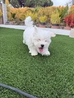 Hensley, a male Maltese and Shih Tzu for sale in San Diego, CA – 10 of 10