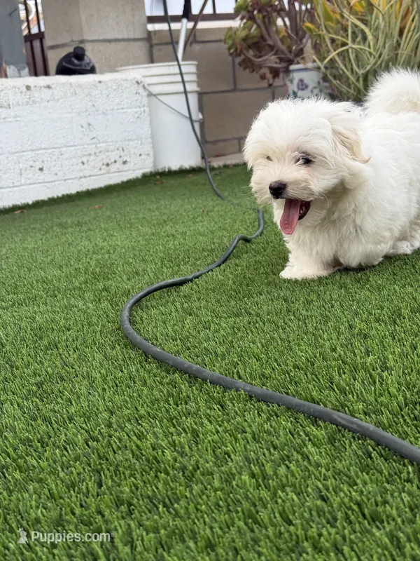 Hensley – Maltese, Shih Tzu puppy for sale in San Diego, CA