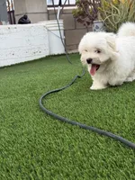 Hensley, a male Maltese and Shih Tzu for sale in San Diego, CA – 1 of 10