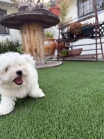Hensley, a male Maltese and Shih Tzu for sale in San Diego, CA – 8 of 10