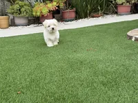 Harper, a female Maltese and Shih Tzu for sale in San Diego, CA – 3 of 5