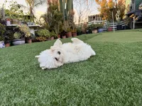 Keoni, a male Maltese and Shih Tzu for sale in San Diego, CA – Photo 6 of 7