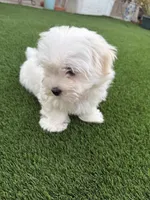 Hensley, a male Maltese and Shih Tzu for sale in San Diego, CA – 2 of 10