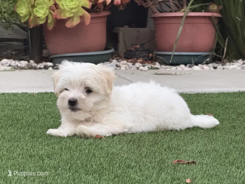Harper – Maltese, Shih Tzu puppy for sale in San Diego, CA
