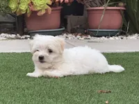 Harper, a female Maltese and Shih Tzu for sale in San Diego, CA – 1 of 5