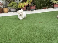 Harper, a female Maltese and Shih Tzu for sale in San Diego, CA – 4 of 5