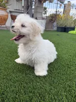Hensley, a male Maltese and Shih Tzu for sale in San Diego, CA – 6 of 10