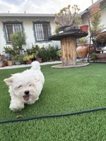 Hensley, a male Maltese and Shih Tzu for sale in San Diego, CA – 7 of 10