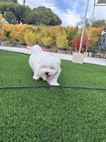 Hensley, a male Maltese and Shih Tzu for sale in San Diego, CA – 3 of 10