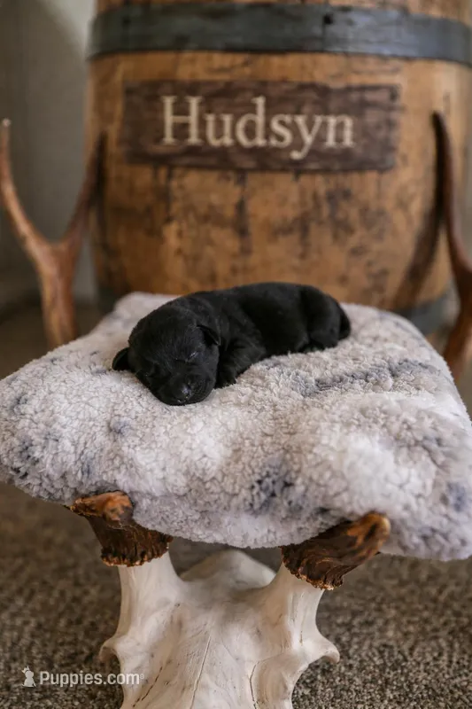 Hudsyn – Labrador Retriever puppy for sale in Myrtle Point, OR