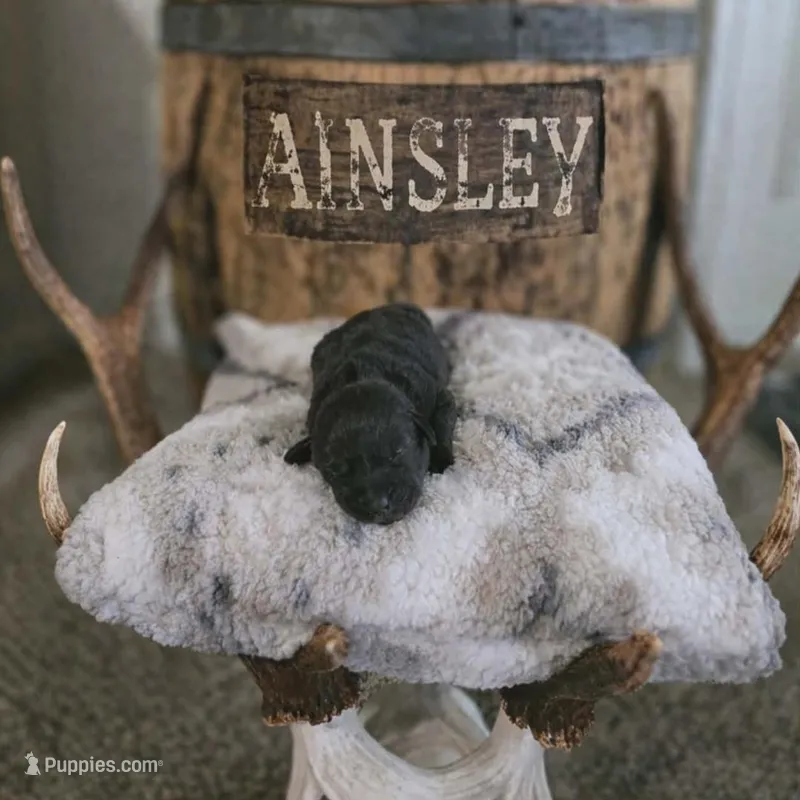 Ainsley – Labrador Retriever puppy for sale in Myrtle Point, OR