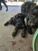 Light Blue Scooby Doo, a male Old English Sheepdog and Poodle - Standard  for sale in Dexter, MO – 2 of 3