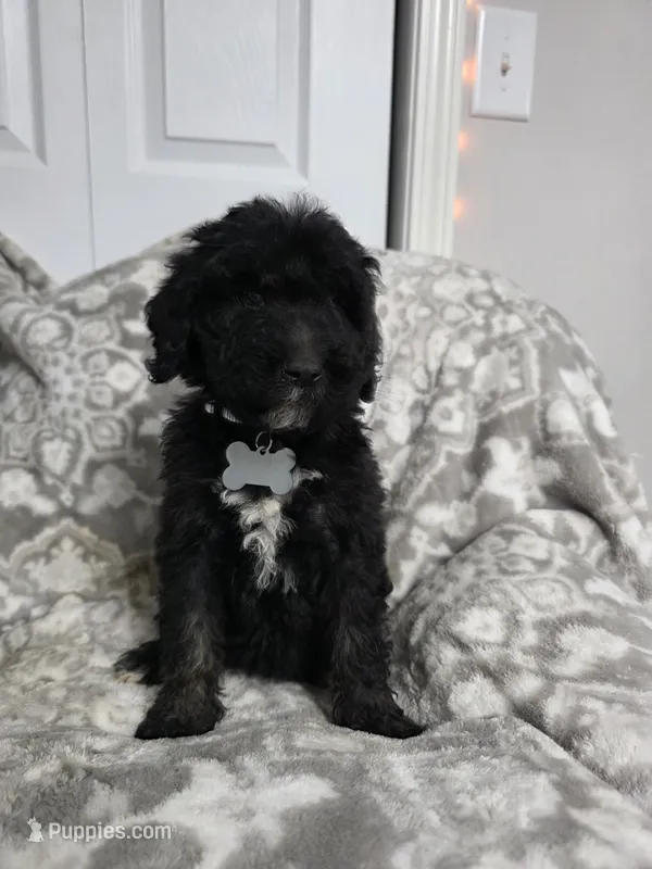 Brown collar Lucy Lou – Old English Sheepdog, Poodle - Standard  puppy for sale in Dexter, MO