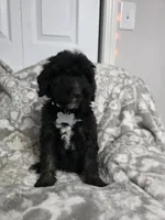 Brown collar Lucy Lou, a female Old English Sheepdog and Poodle - Standard  for sale in Dexter, MO – 1 of 1