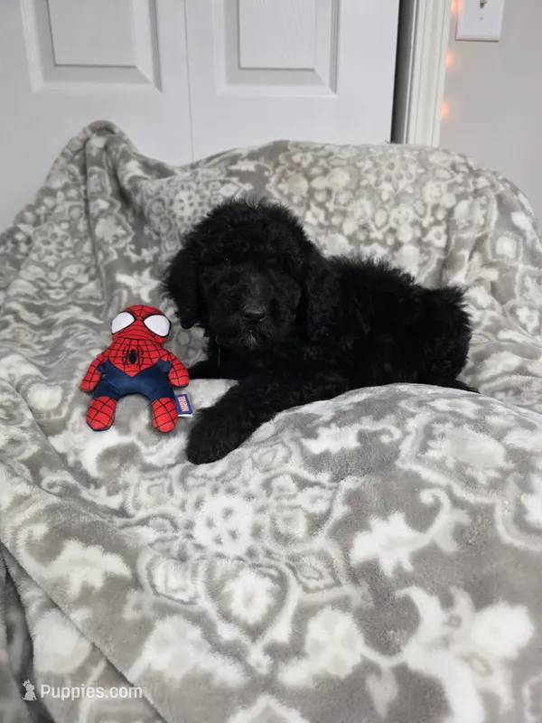 White  Boy Toby  – Old English Sheepdog, Poodle - Standard  puppy for sale in Dexter, MO