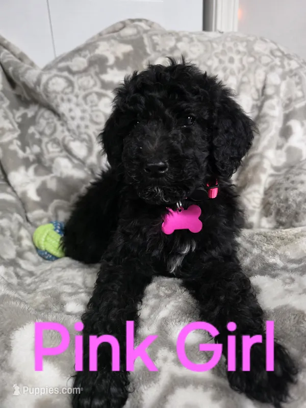 Pink Rosie  – Poodle - Standard  puppy for sale in Dexter, MO