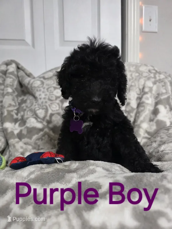 Purple collar Tylar  – Old English Sheepdog, Poodle - Standard  puppy for sale in Dexter, MO