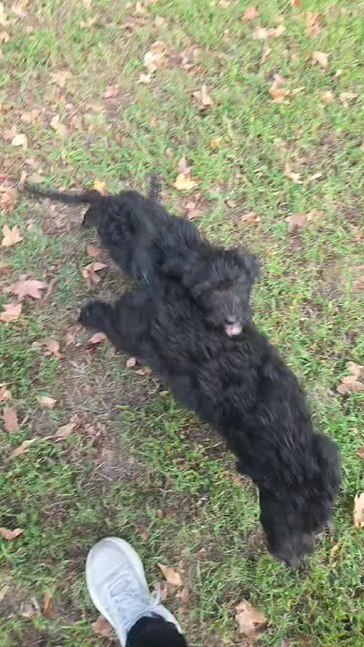 Light Blue Scooby Doo, a male Old English Sheepdog and Poodle - Standard  for sale in Dexter, MO – 3 of 3