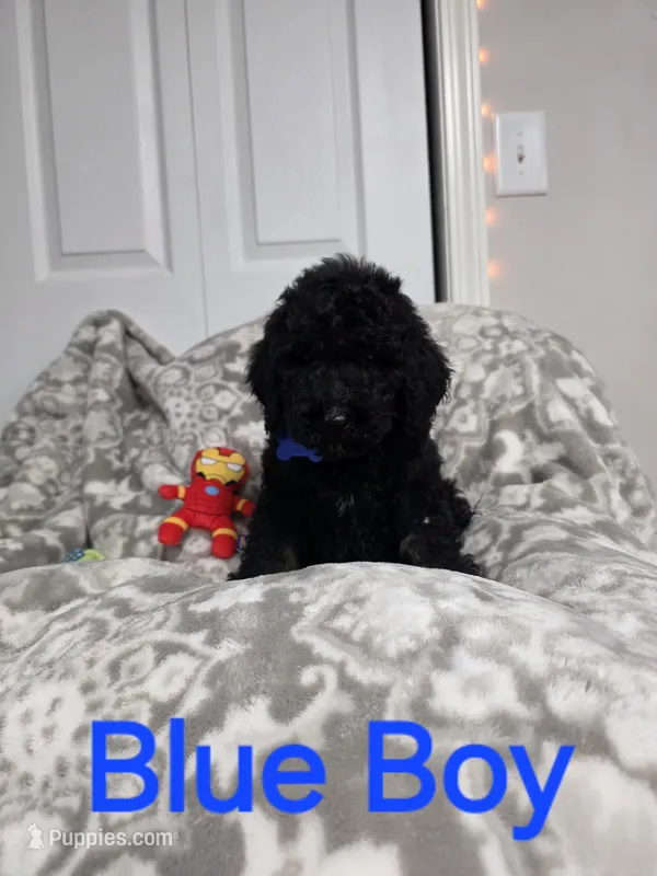 Dark blue collar Jetty – Old English Sheepdog, Poodle - Standard  puppy for sale in Dexter, MO